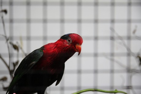 vogelausstellung