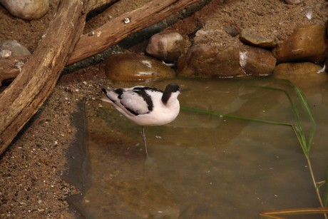 vogelausstellung