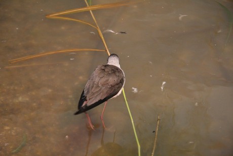 vogelausstellung