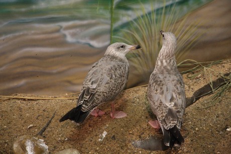 vogelausstellung