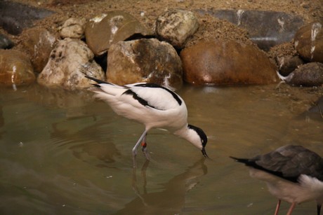 vogelausstellung