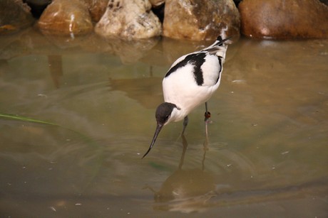 vogelausstellung