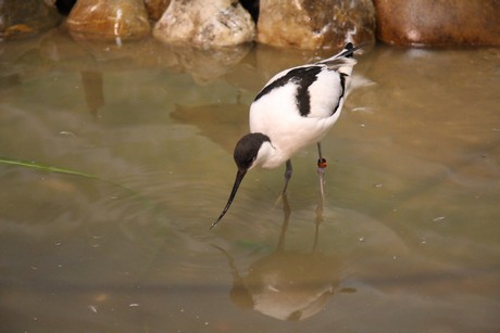 vogelausstellung