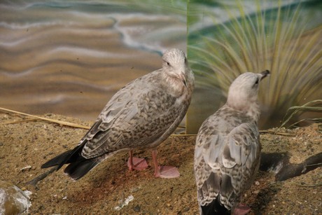 vogelausstellung