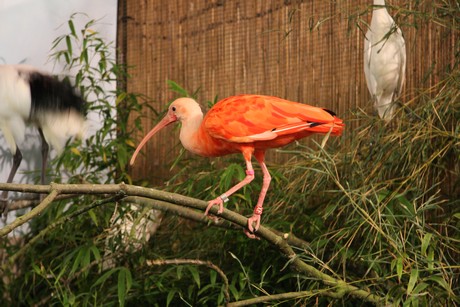 vogelausstellung