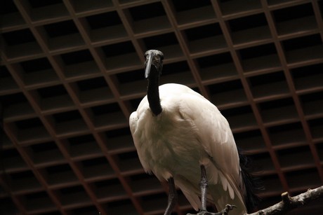 vogelausstellung