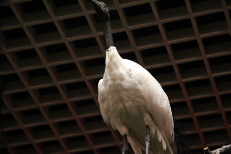 vogelausstellung