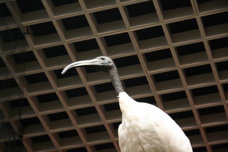 vogelausstellung