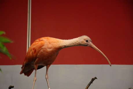 vogelausstellung