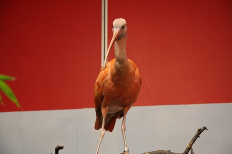 vogelausstellung