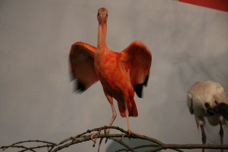 vogelausstellung