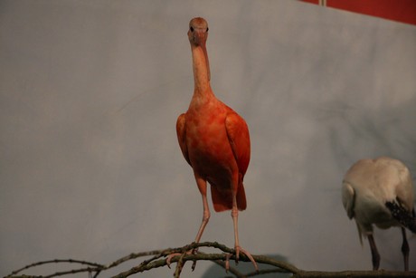 vogelausstellung