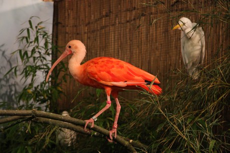 vogelausstellung