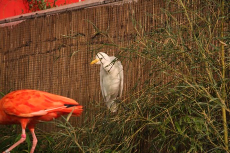 vogelausstellung