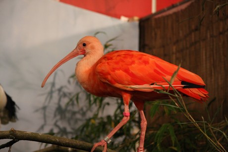 vogelausstellung