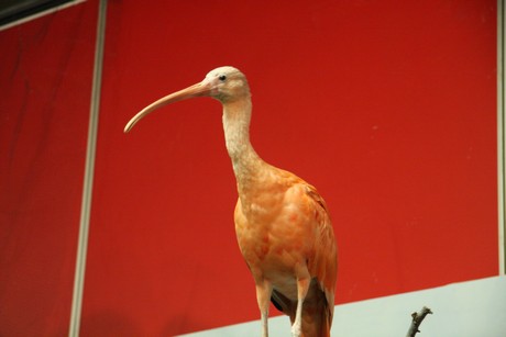 vogelausstellung