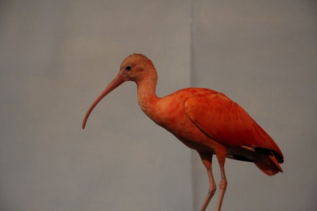 vogelausstellung