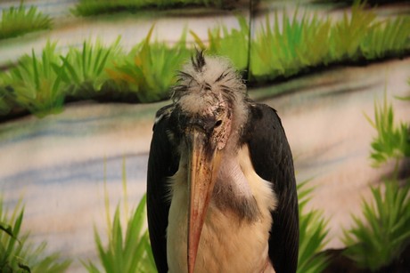 vogelausstellung