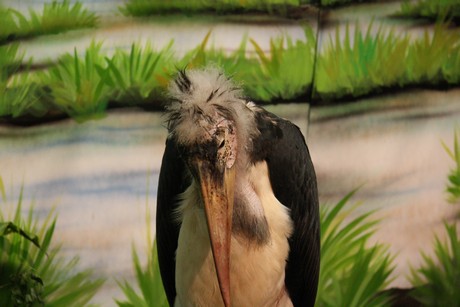 vogelausstellung