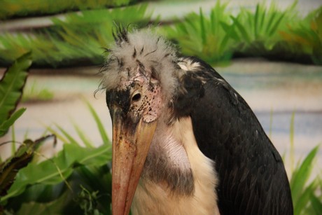 vogelausstellung