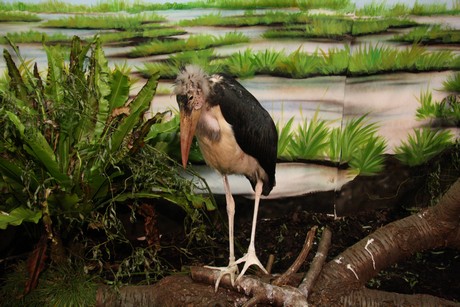 vogelausstellung