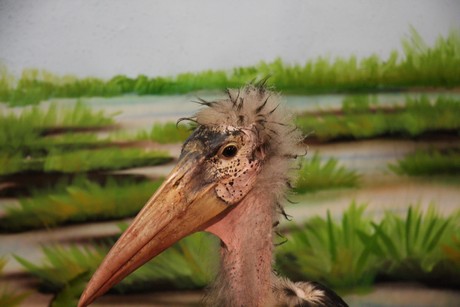 vogelausstellung