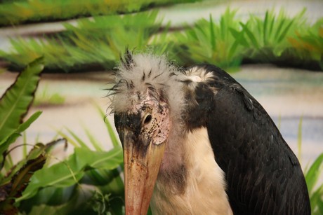 vogelausstellung