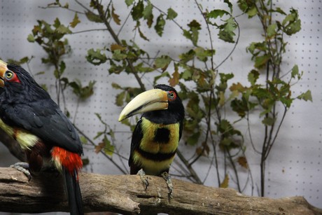 vogelausstellung