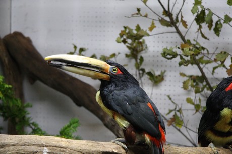 vogelausstellung