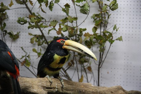 vogelausstellung