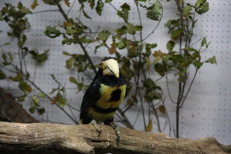 vogelausstellung