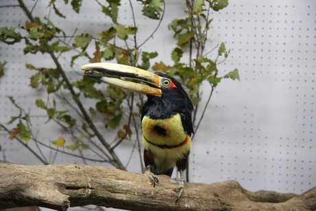 vogelausstellung