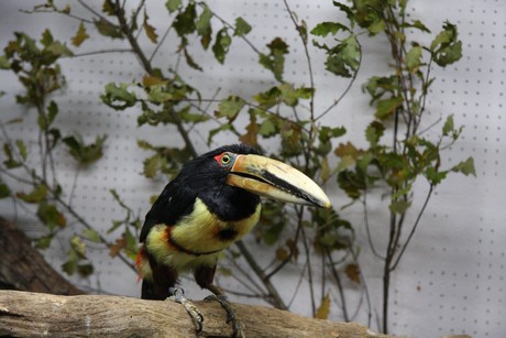 vogelausstellung