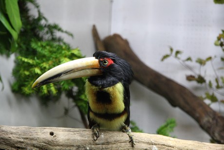 vogelausstellung