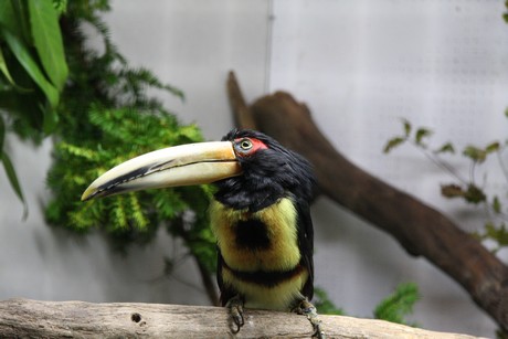 vogelausstellung