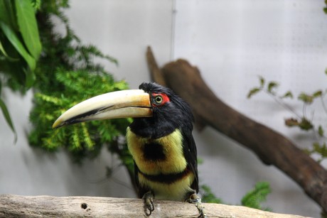 vogelausstellung