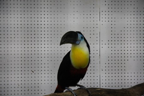 vogelausstellung