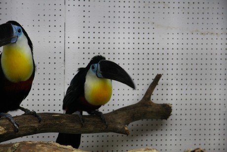 vogelausstellung