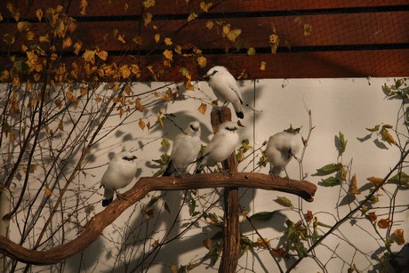 vogelausstellung