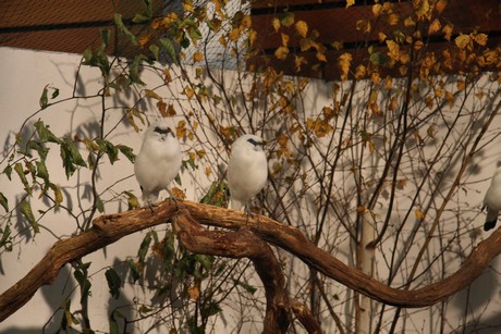 vogelausstellung