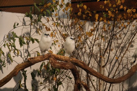 vogelausstellung