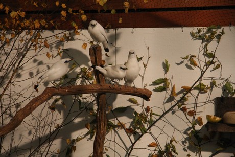 vogelausstellung