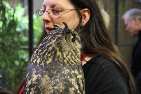 vogelausstellung