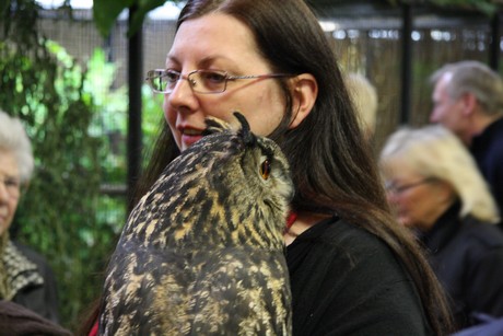 vogelausstellung