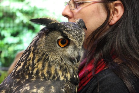 vogelausstellung