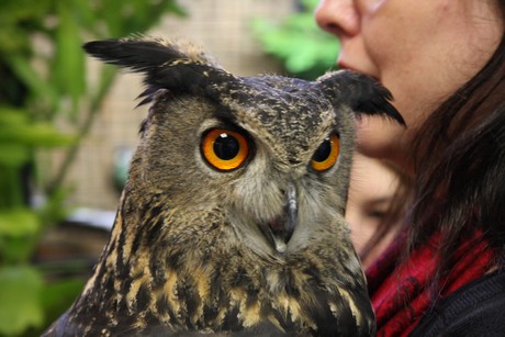 vogelausstellung