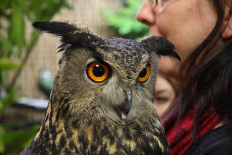 vogelausstellung