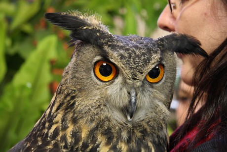 vogelausstellung