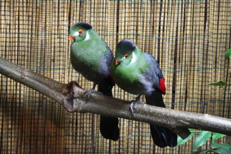 vogelausstellung