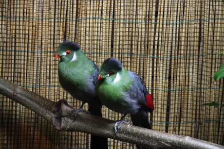 vogelausstellung